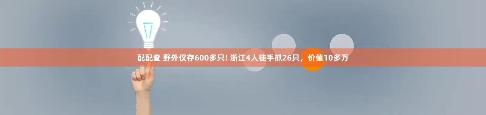配配查 野外仅存600多只! 浙江4人徒手抓26只，价值10多万